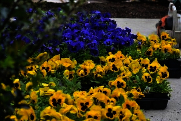 Featured landscaping service: Spring cleanup